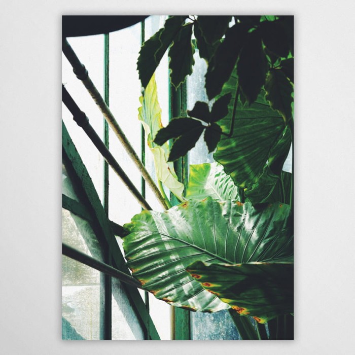 Palmenhaus III - Poster