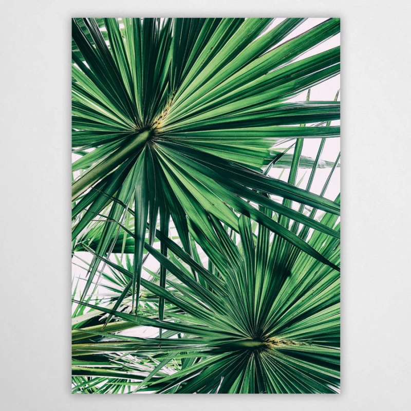 palmiarnia XIII - plakat