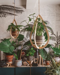 wiszący kwietnik Awokado