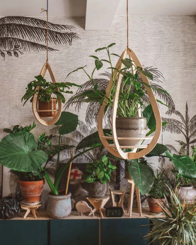 wiszący kwietnik Awokado