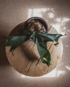 lekki stolik kawowy ze sklejki