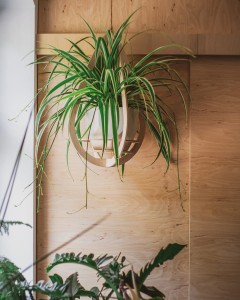 wieszak na kwiaty Awokado