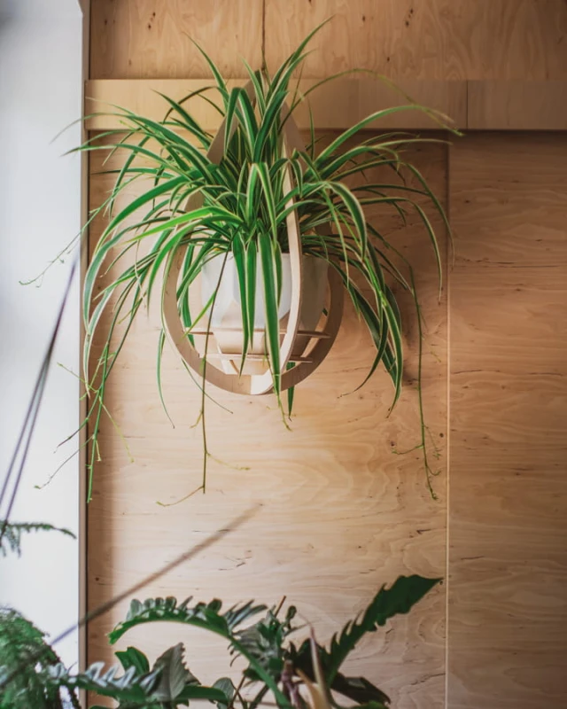 wieszak na kwiaty Awokado