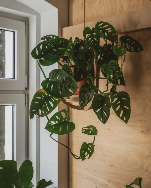 drewniany kwietnik wiszący - planeta duża