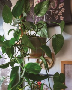 półeczka/kwietnik na kwiaty lub rośliny - Lemon