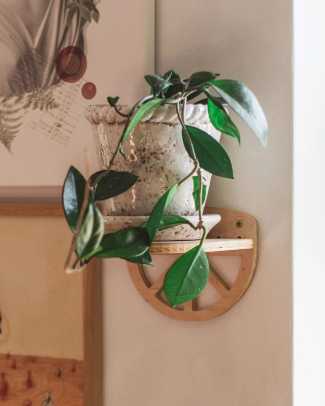 półeczka/kwietnik na kwiaty lub rośliny - Lemon