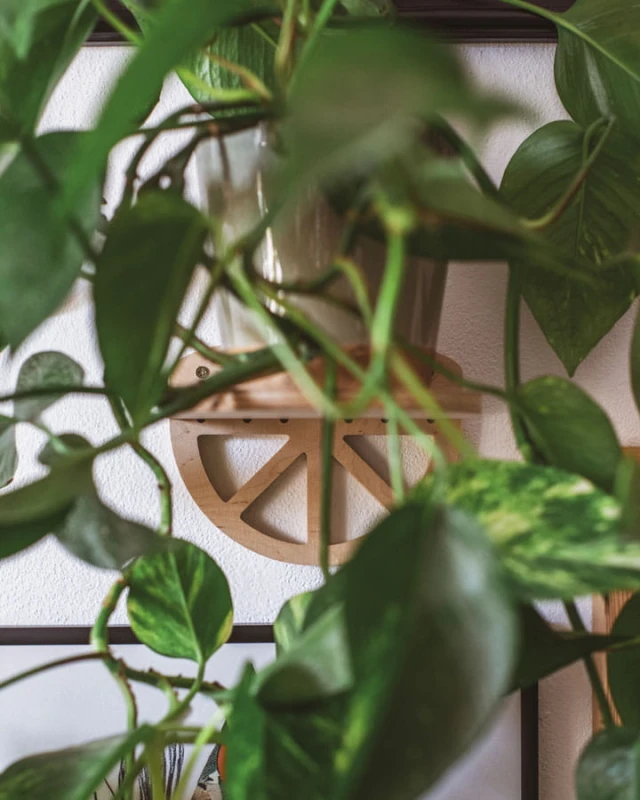 półeczka/kwietnik na kwiaty lub rośliny - Lemon