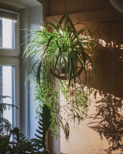 wiszący kwietnik Awokado