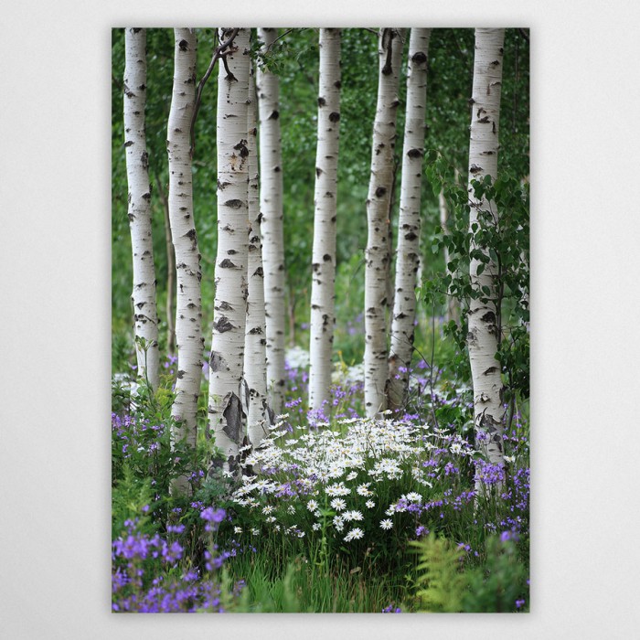 Fotografia przedstawiająca jasny zagajnik brzozowy z białymi pniami drzew. Widoczne są gęste kępy białych stokrotek oraz drobne fioletowe kwiaty polne rosnące w soczystej, zielonej trawie.